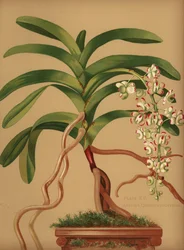 Katzenschwanz- oder Fuchsbürstenorchidee, Aerides quinquevulnera
